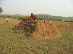 Paddy field of Chuadanga 25.11.10.